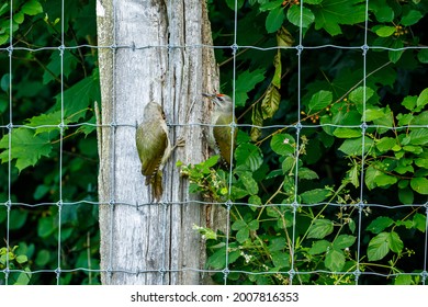 A Grey Headed Woodpecker On A Trunk