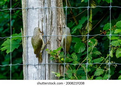 A Grey Headed Woodpecker On A Trunk