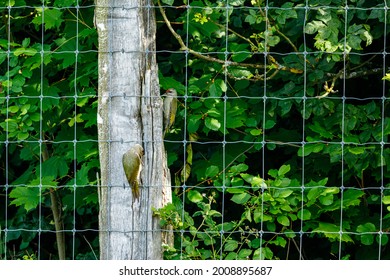 A Grey Headed Woodpecker On A Trunk