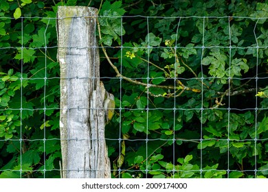 A Grey Headed Woodpecker On A Trunk