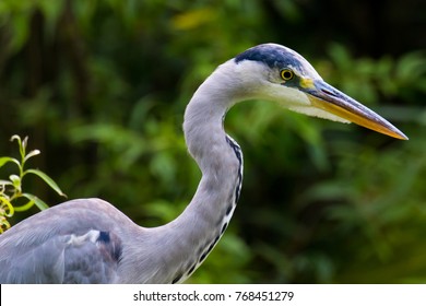 The Grey Heron