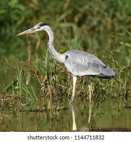 Grey Heron (Ardea Cinerea)