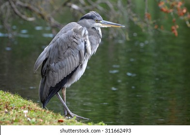 Grey Heron, Ardea Cinerea