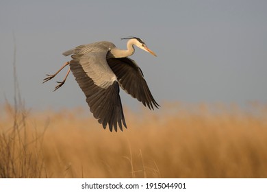 Grey Heron (Ardea Cinerea), Adult Landing, Kiskunság National Park, Hungary