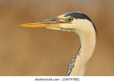 Grey Heron (Ardea Cinerea), Adult, Portrait, Kiskunság National Park, Hungary