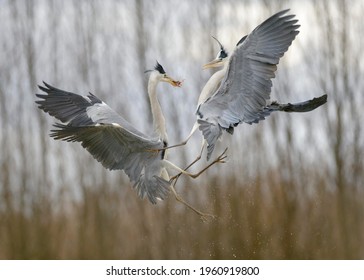 Grey Heron (Ardea Cinerea), Fighting Over Prey, Kiskunság National Park, Hungary