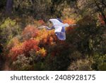 Grey heron, Ardea cinerea, in fly.