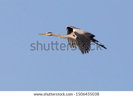 Similar – Image, Stock Photo Gray heron in flight