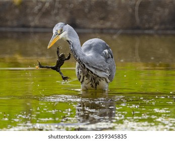 Grey heron (Ardea cinerea) and Grass Frog  (Rana temporaria) — The frog has a freshwater clam (Sphaerium corneum) attached to one of its toes — Switzerland 2023 —
2023:03:21 06:44:28
