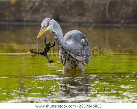 Grey heron (Ardea cinerea) and Grass Frog  (Rana temporaria) — The frog has a freshwater clam (Sphaerium corneum) attached to one of its toes — Switzerland 2023 —
2023:03:21 06:44:28
