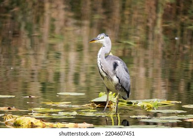 Grey Heron (Ardea cinerea) is hunting in the Reed, Graureiher - Shutterstock ID 2204607451