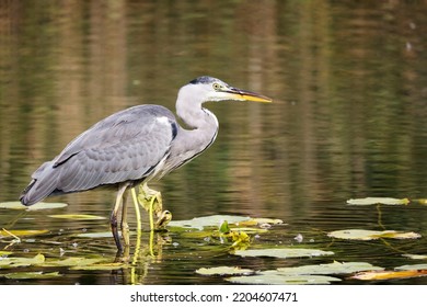 Grey Heron (Ardea cinerea) is hunting in the Reed, Graureiher - Shutterstock ID 2204607471