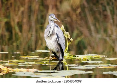 Grey Heron (Ardea cinerea) is hunting in the Reed, Graureiher - Shutterstock ID 2204854099