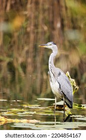 Grey Heron (Ardea cinerea) is hunting in the Reed, Graureiher - Shutterstock ID 2204854167