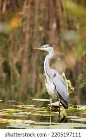 Grey Heron (Ardea cinerea) is hunting in the Reed, Graureiher - Shutterstock ID 2205197111