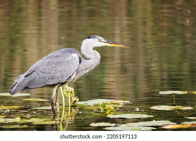 Grey Heron (Ardea cinerea) is hunting in the Reed, Graureiher - Shutterstock ID 2205197113