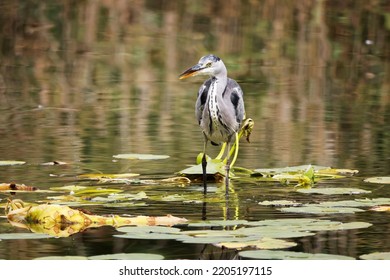 Grey Heron (Ardea cinerea) is hunting in the Reed, Graureiher - Shutterstock ID 2205197115