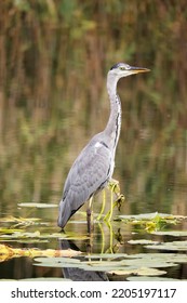 Grey Heron (Ardea cinerea) is hunting in the Reed, Graureiher - Shutterstock ID 2205197117