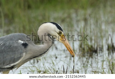 A Grey Heron, Ardea cinerea, hunting along the edge of a stream. It has just caught a small fish and is about to eat it.	 ストックフォト © 