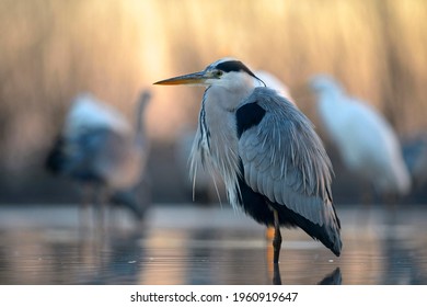 Grey Heron (Ardea Cinerea) In A Lake, Morning, Kiskunság National Park, Hungary