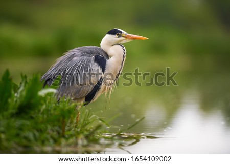 Grey Heron - Ardea cinerea, large common gray heron from lakes and rivers, Hortobagy, Hungary. ストックフォト © 