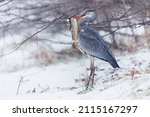 Grey Heron - Ardea cinerea long-legged predatory wading bird of the heron family, Ardeidae during snowy winter cold weather, snowing and raining, bird hunter with the hunted trout (Salmo trutta).