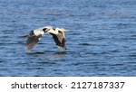 Grey heron (Ardea cinerea) long-legged wading bird flying close to the water surface in Yoda lake in Hambanthota. Beautiful wildlife photograph.