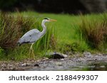 The grey heron (Ardea cinerea) is a long-legged predatory wading bird of the heron family, Ardeidae, native throughout temperate Europe and Asia and also parts of Africa.