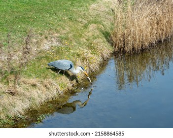 The grey heron (Ardea cinerea) is a long-legged wading bird of the heron family, Ardeidae, native throughout temperate Europe and Asia and also parts of Africa. Bird eating fish.