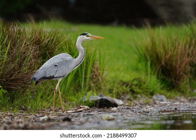 The grey heron (Ardea cinerea) is a long-legged predatory wading bird of the heron family, Ardeidae, native throughout temperate Europe and Asia and also parts of Africa. - Shutterstock ID 2188499307