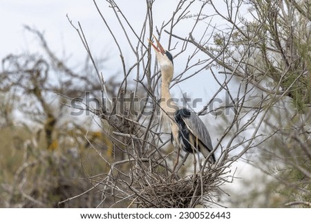 Grey heron (Ardea cinerea) on the nest in a nesting colony. Saintes Maries de la Mer, Parc naturel regional de Camargue, Arles, Bouches du Rhone, Provence Alpes Cote d'Azur, France. ストックフォト © 