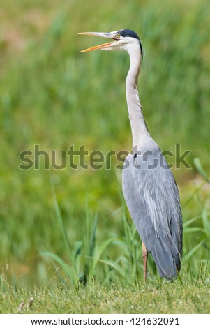 Similar – Foto Bild Reiherlei Umwelt Natur