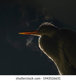 Grey Heron (Ardea Cinerea), Portrait, Breath Condensation, Backlit, Kiskunsag National Park, Hungary