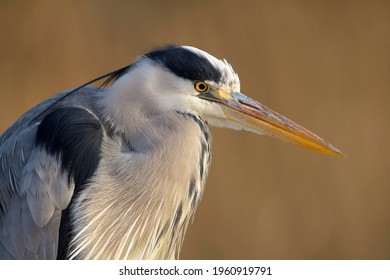 Grey Heron (Ardea Cinerea), Portrait, Kiskunság National Park, Hungary