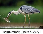 The grey heron (Ardea cinerea) standing and fishing in the water. Big heron with fish with green backround. Heron hunting, water drops dripping from fish.