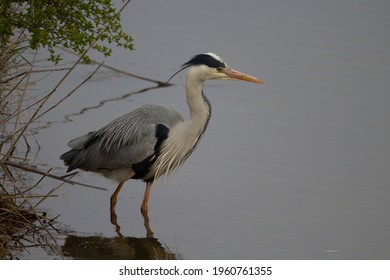 A Grey Heron (Ardea Cinerea) Standing At The River Bank Fishing In The Muddy Water