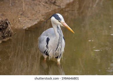 Grey Heron (Ardea Cinerea) Standing At The River Bank Fishing In The Still Muddy Water