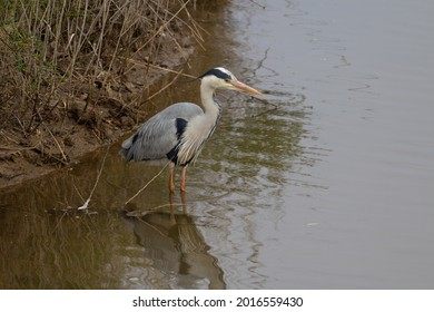 Grey Heron (Ardea Cinerea) Standing At The River Bank Fishing In The Muddy Water