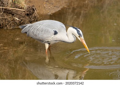 Grey Heron (Ardea Cinerea) Standing Alert At The River Bank Fishing In The Muddy Water