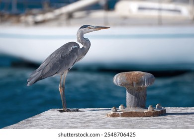 Grey Heron (Ardea cinerea) standing in the harbor on the quay next to an old rusty bollard, in the background a sailing yacht - Playa Blance, Lanzarote                    - Powered by Shutterstock