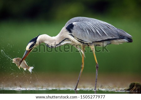 The grey heron (Ardea cinerea) standing and fishing in the water. Big heron with fish with green backround. Heron hunting, water drops dripping from fish.