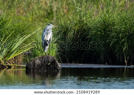 A grey heron (Ardea cinerea) standing near a river in Briere Regional Natural Park