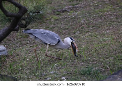 Grey Heron (Ardea Cinerea) Trying To Swallow Too Big A Fish, On A Green Grassy Background With A Pine Branch On The Left