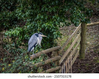 Un Heron Gris, Ardea Cinerea qui vit le long du canal de Bude, Cornwall, Angleterre.