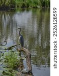 Grey Heron (Ardea cinerea) and  Yellow-bellied slider(Trachemys scripta scripta) in Urdenbacher Kämpe Nature Reserve,Rhine River Floodplain,Düsseldorf-Urdenbach;Germany