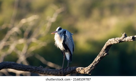 Grey Heron ( Ardea Purpurea) Pilanesberg Nature Reserve, South Africa