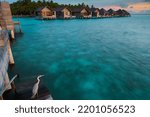 Grey Heron (Area cinerea) at sunset in front of wooden huts, Gangehi Island, Ari-Atoll, Maldives