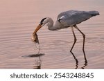 A grey heron bird eating a fish in the water.