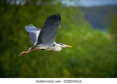 Grey Heron Bird In Flight (Ardea Cinerea)