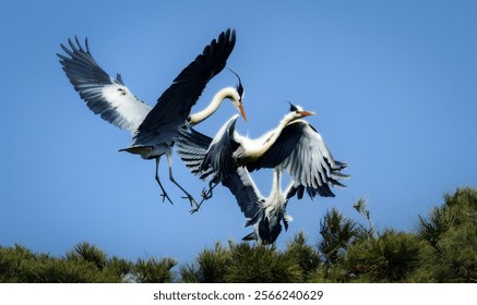 'Grey Heron' The heron in the breeding season is busy building a nest.